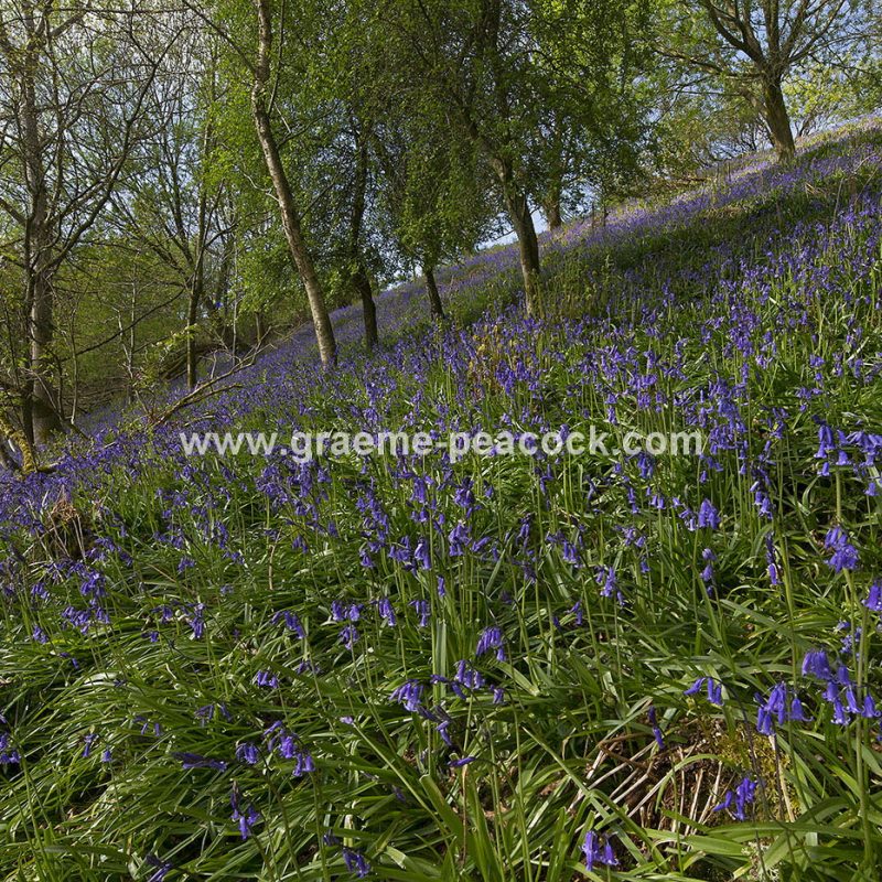 Bluebell woodland near Kirkwhelpington, Northumberland
