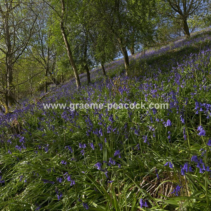 Bluebell woodland near Kirkwhelpington, Northumberland