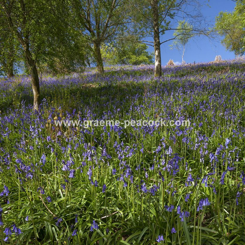 Bluebell woodland near Kirkwhelpington, Northumberland