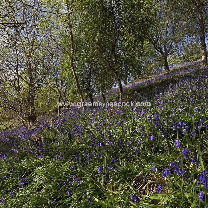 Bluebell woodland near Kirkwhelpington, Northumberland