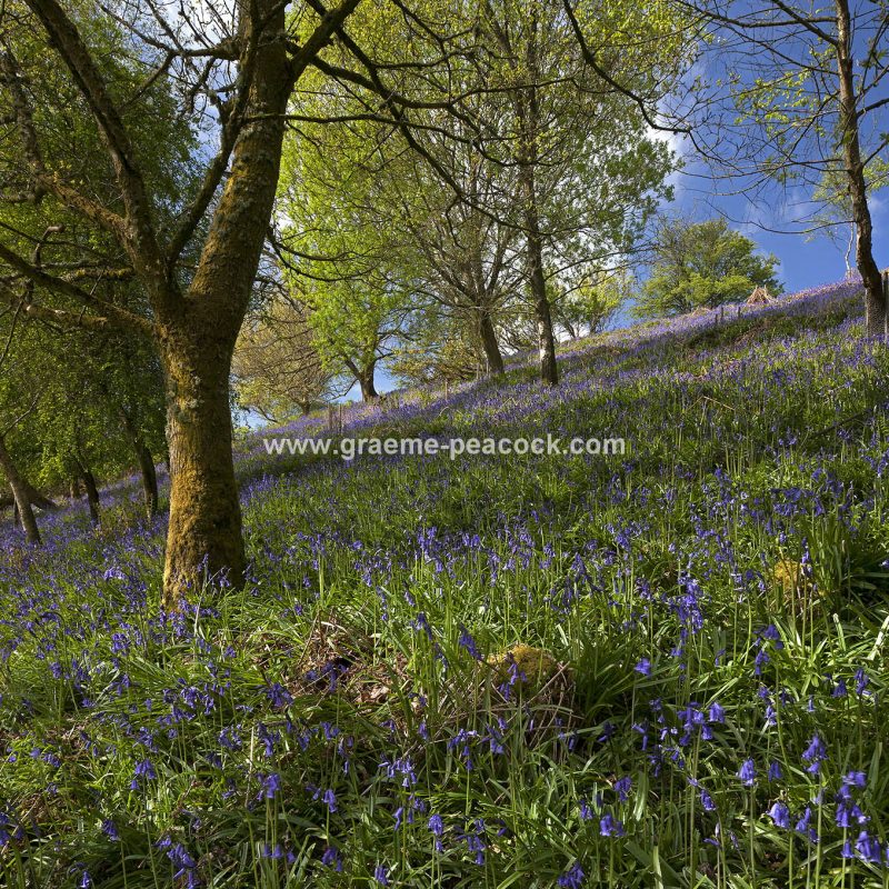 Bluebell woodland near Kirkwhelpington, Northumberland