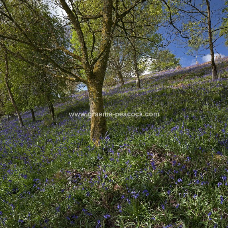 Bluebell woodland near Kirkwhelpington, Northumberland