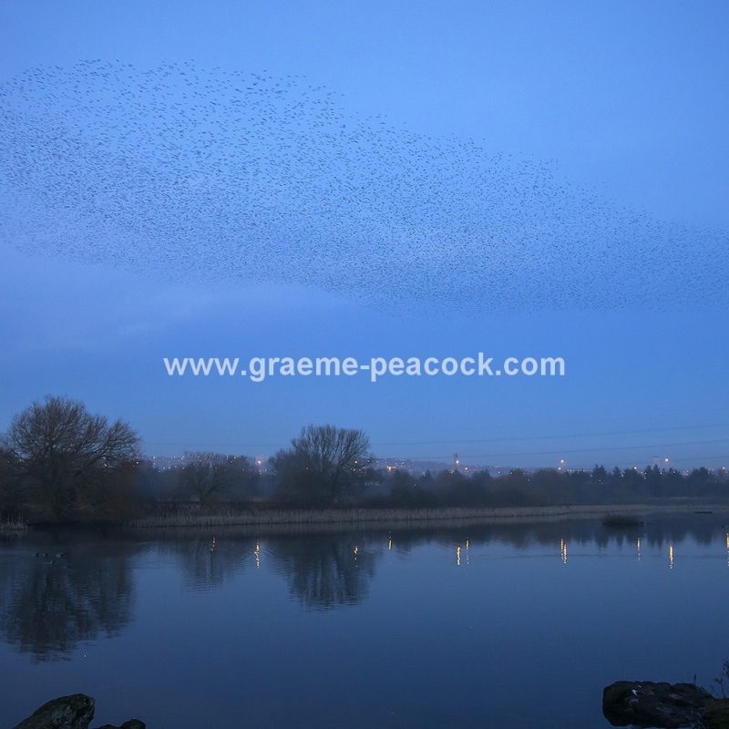 Starling murmuration at Shibdon Ponds, Gateshead, Tyne and Wear
