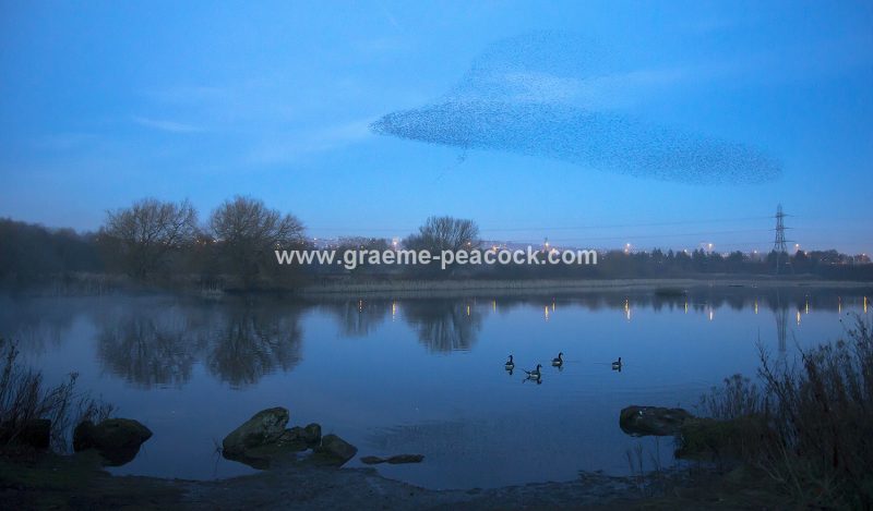 Starling murmuration at Shibdon Ponds, Gateshead, Tyne and Wear