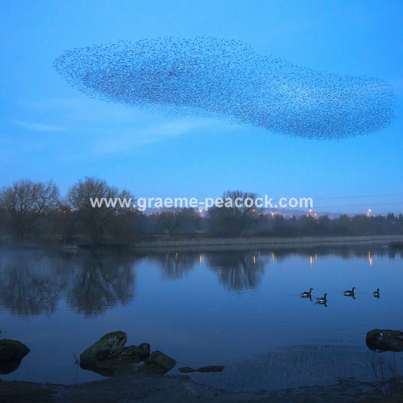 Starling murmuration at Shibdon Ponds, Gateshead, Tyne and Wear