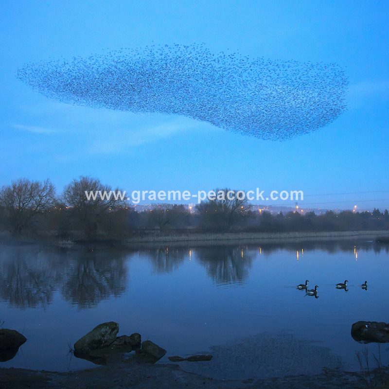 Starling murmuration at Shibdon Ponds, Gateshead, Tyne and Wear