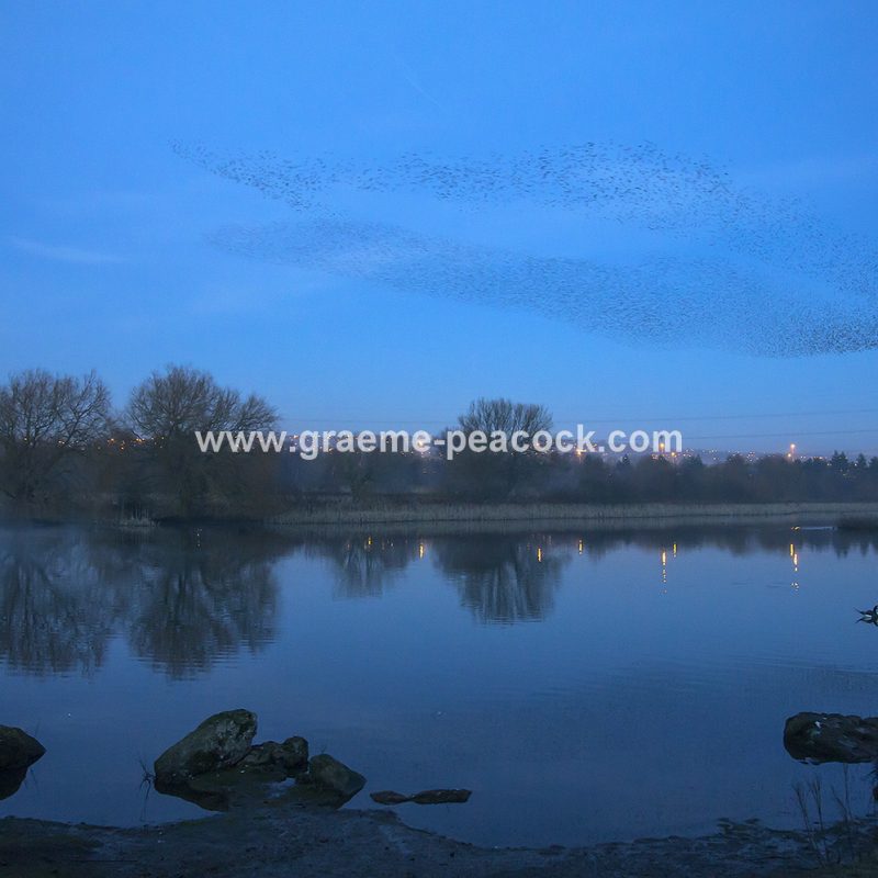 Starling murmuration at Shibdon Ponds, Gateshead, Tyne and Wear