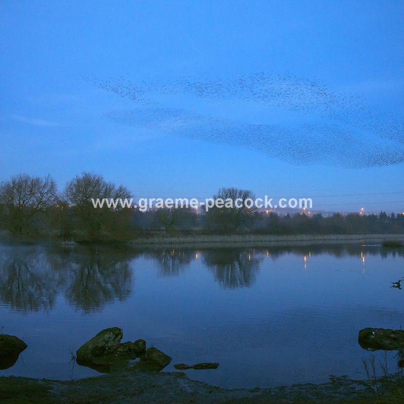 Starling murmuration at Shibdon Ponds, Gateshead, Tyne and Wear