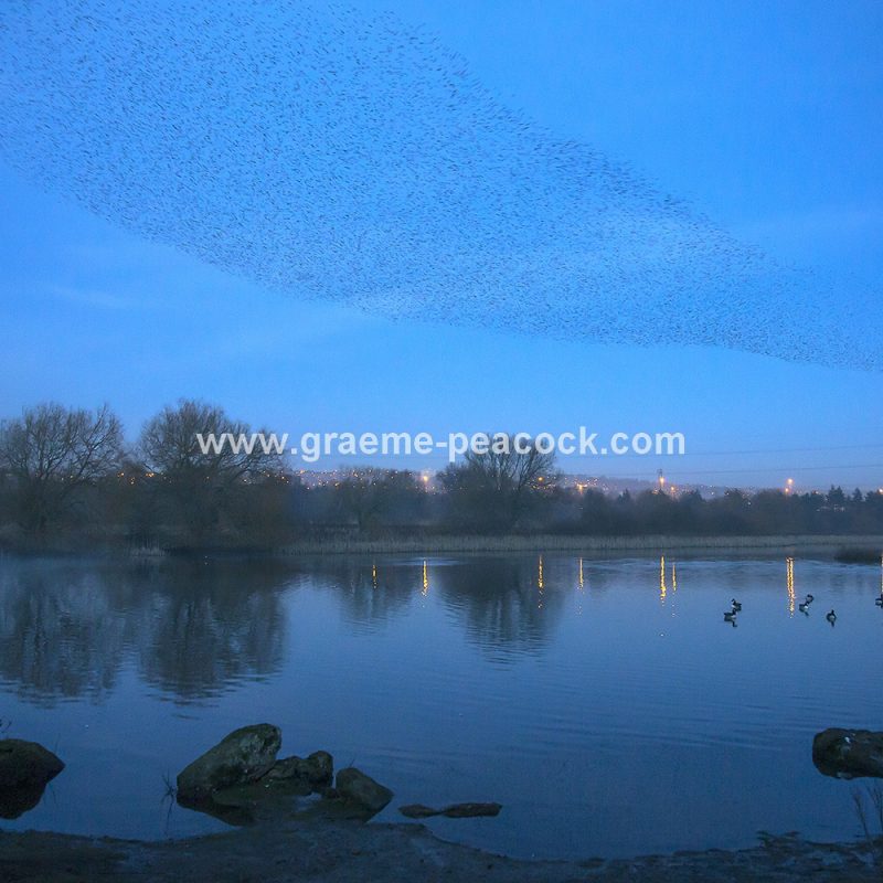 Starling murmuration at Shibdon Ponds, Gateshead, Tyne and Wear