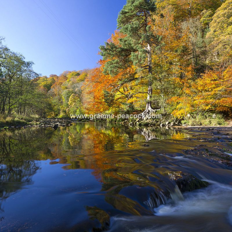 Allenbanks and Staward gorge near Bardon Mill, Northumberland