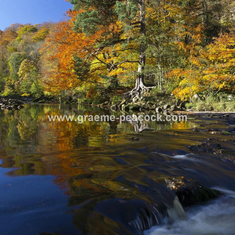 Allenbanks and Staward gorge near Bardon Mill, Northumberland