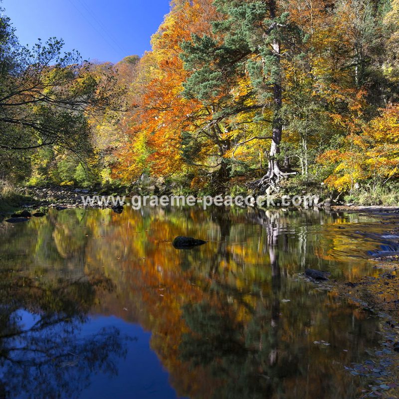 Allenbanks and Staward gorge near Bardon Mill, Northumberland