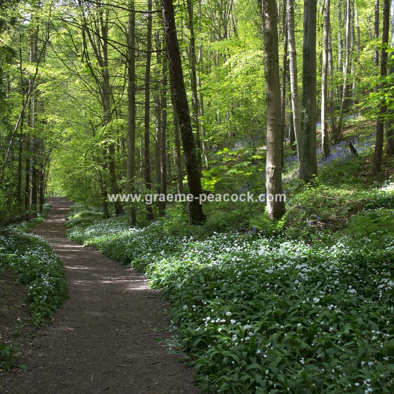 Wild Garlic in Bothal Wood near Morpeth, Northumberland