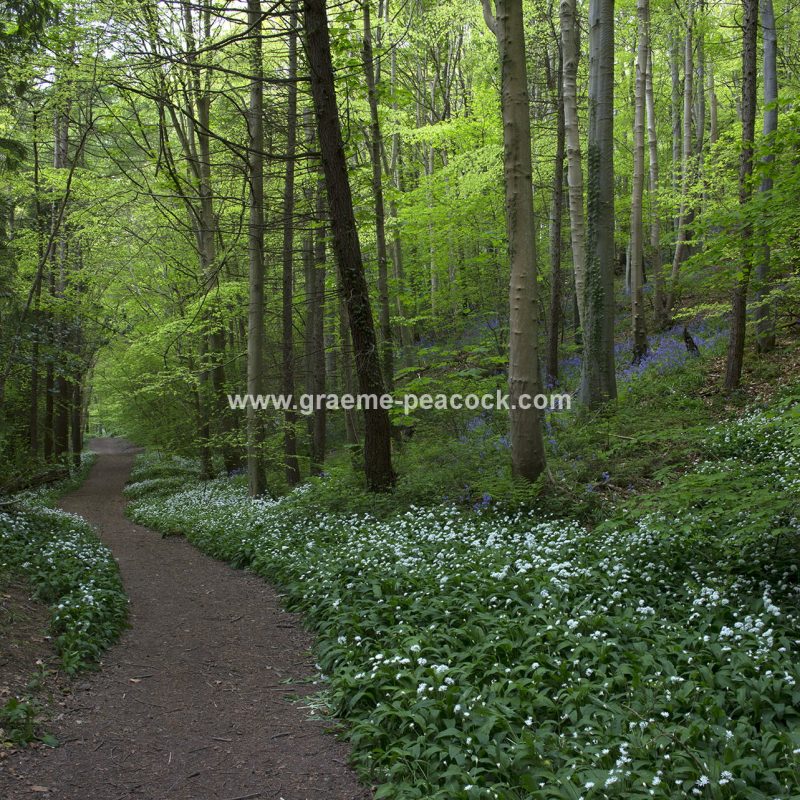 Wild Garlic in Bothal Wood near Morpeth, Northumberland
