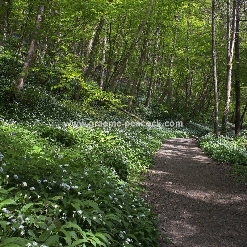 Wild Garlic in Bothal Wood near Morpeth, Northumberland