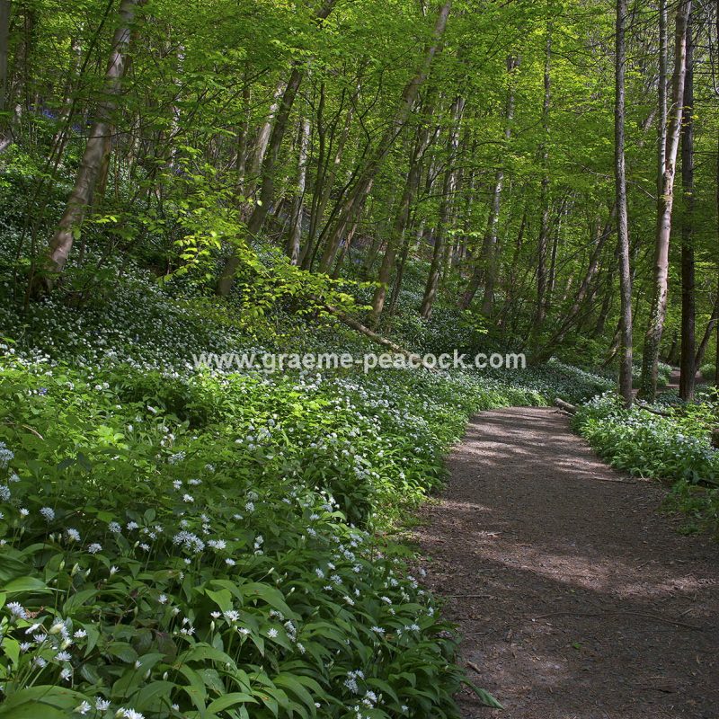 Wild Garlic in Bothal Wood near Morpeth, Northumberland