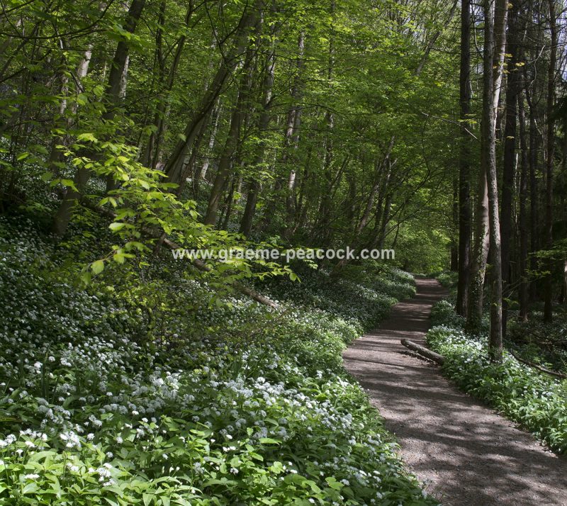 Wild Garlic in Bothal Wood near Morpeth, Northumberland