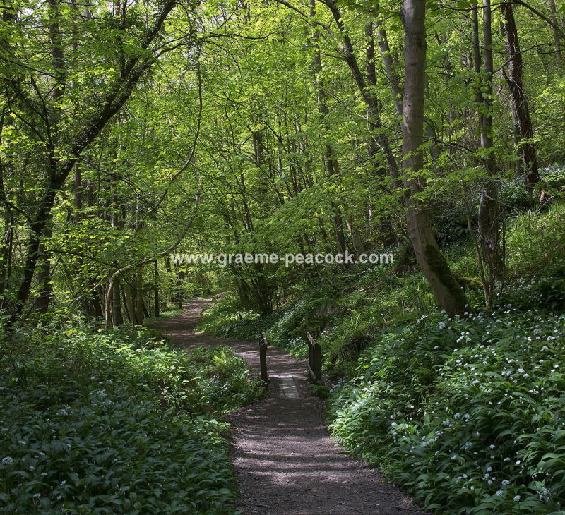 Wild Garlic in Bothal Wood near Morpeth, Northumberland