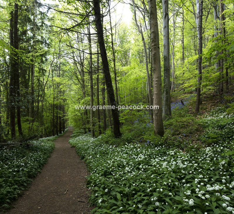 Wild Garlic in Bothal Wood near Morpeth, Northumberland
