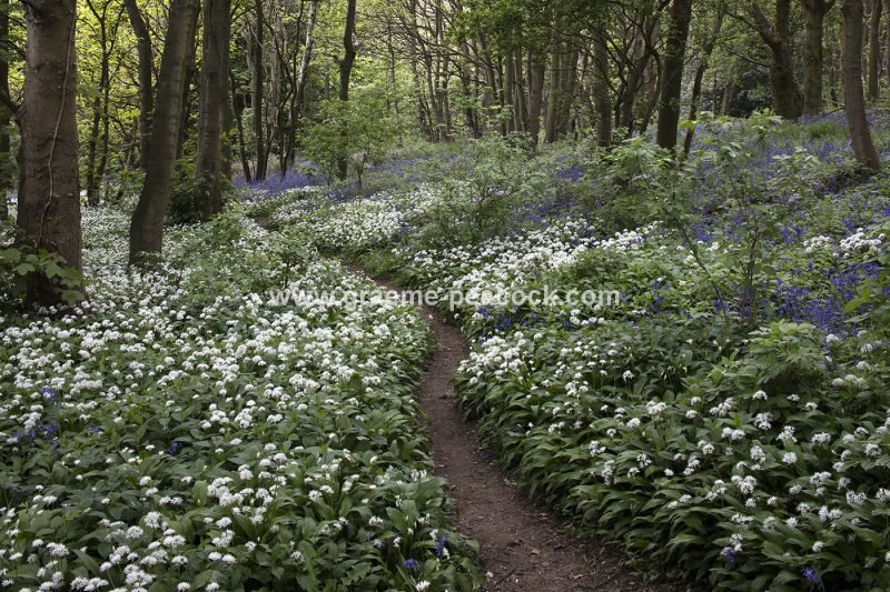 Wild Garlic in Longacre Wood, Gateshead, Tyne & Wear