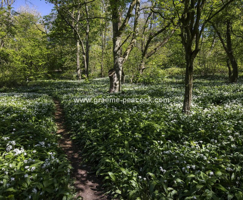 Wild Garlic in Longacre Wood, Gateshead, Tyne & Wear