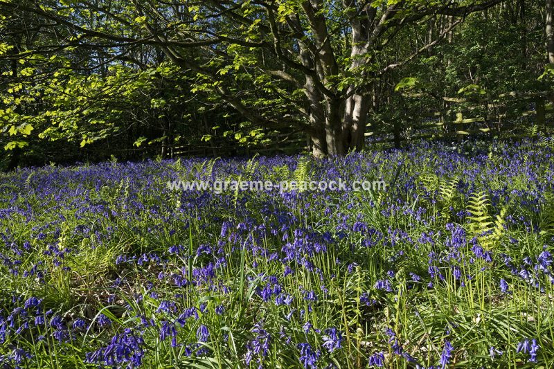 Bluebells in Longacre Wood, Gateshead, Tyne & Wear