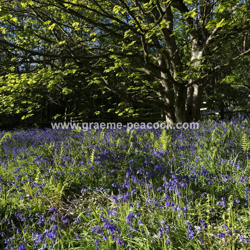 Bluebells in Longacre Wood, Gateshead, Tyne & Wear