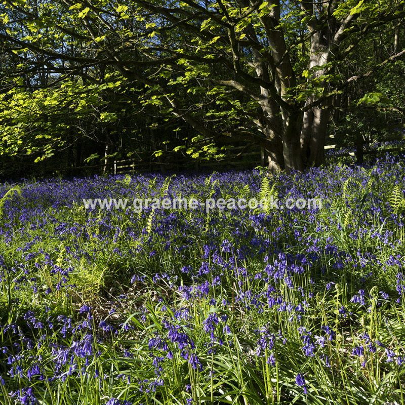 Bluebells in Longacre Wood, Gateshead, Tyne & Wear