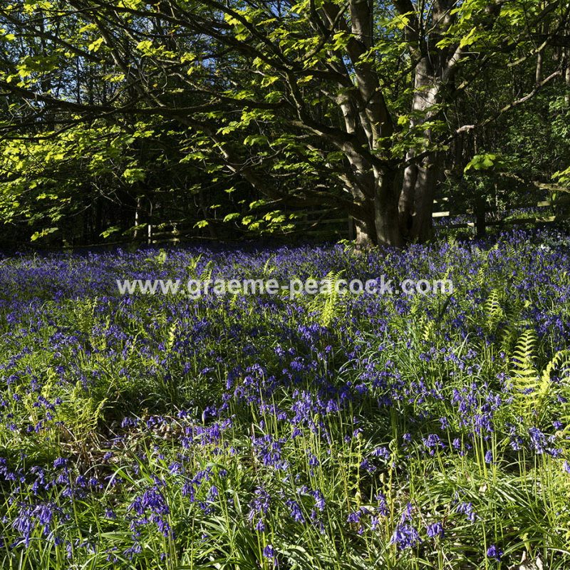 Bluebells in Longacre Wood, Gateshead, Tyne & Wear