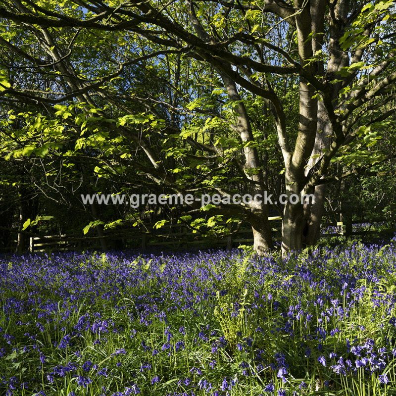 Bluebells in Longacre Wood, Gateshead, Tyne & Wear
