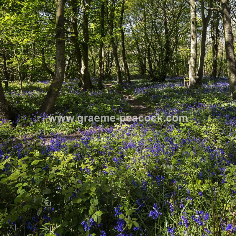 Bluebells in Longacre Wood, Gateshead, Tyne & Wear