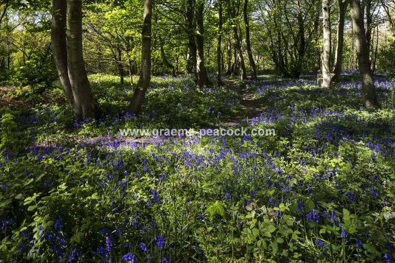 Bluebells in Longacre Wood, Gateshead, Tyne & Wear