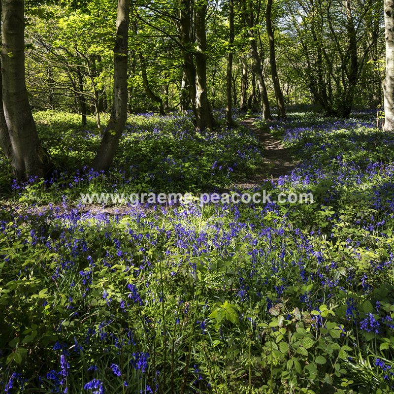 Bluebells in Longacre Wood, Gateshead, Tyne & Wear