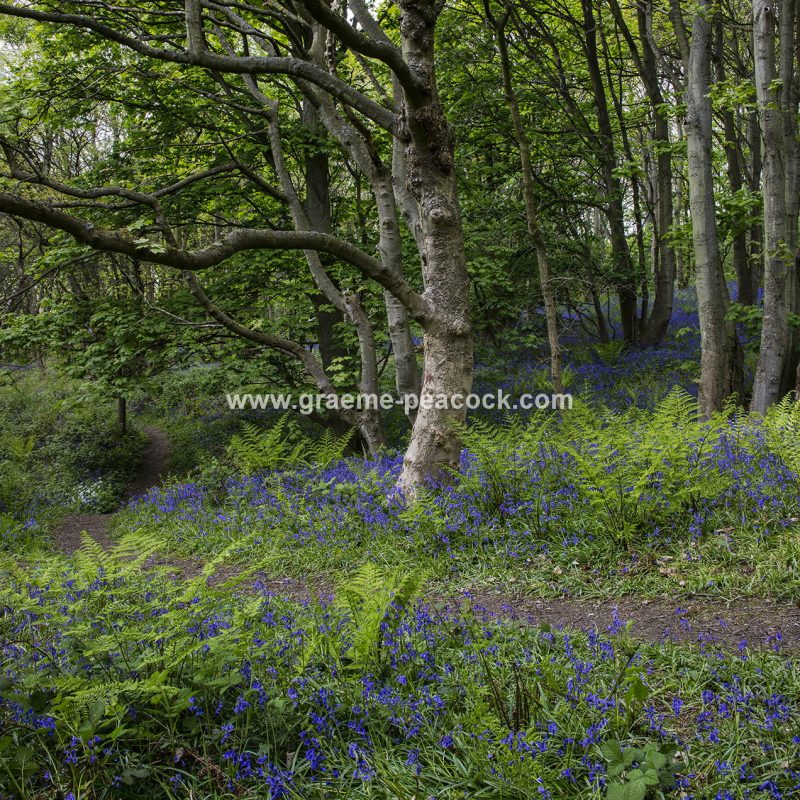 Bluebells in Longacre Wood, Gateshead, Tyne & Wear