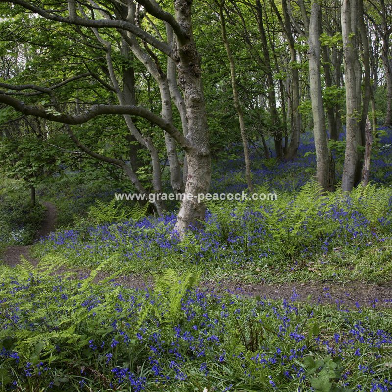 Bluebells in Longacre Wood, Gateshead, Tyne & Wear