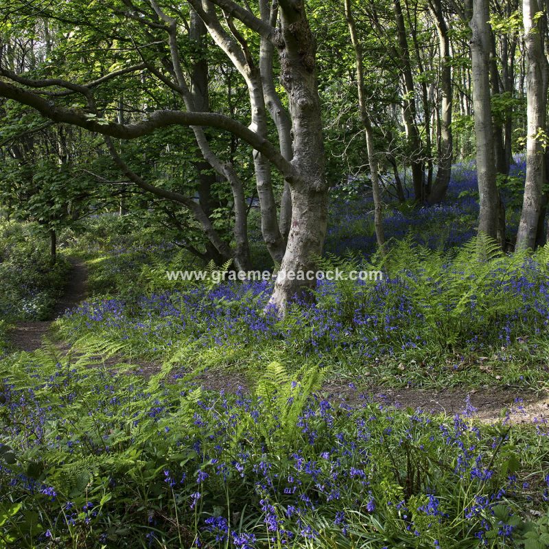 Bluebells in Longacre Wood, Gateshead, Tyne & Wear