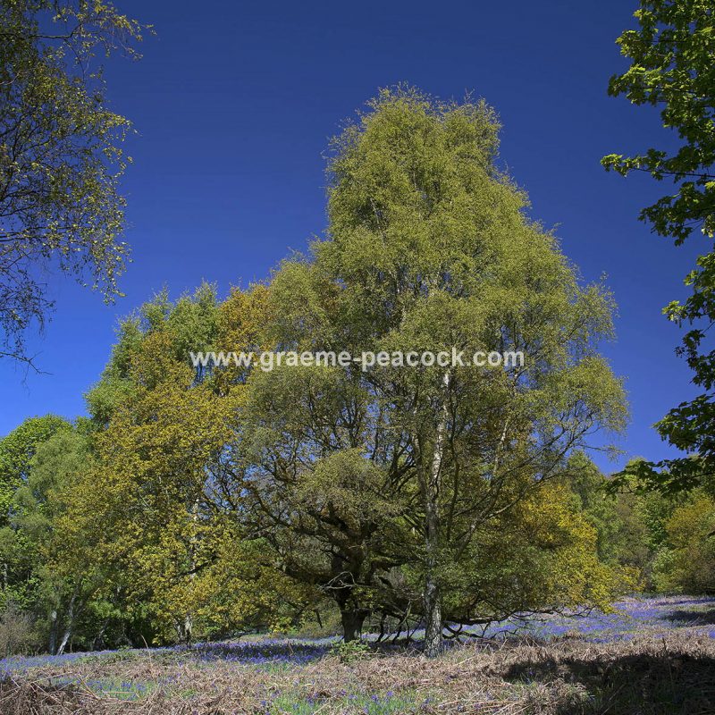 Bluebells in Longacre Wood, Gateshead, Tyne & Wear