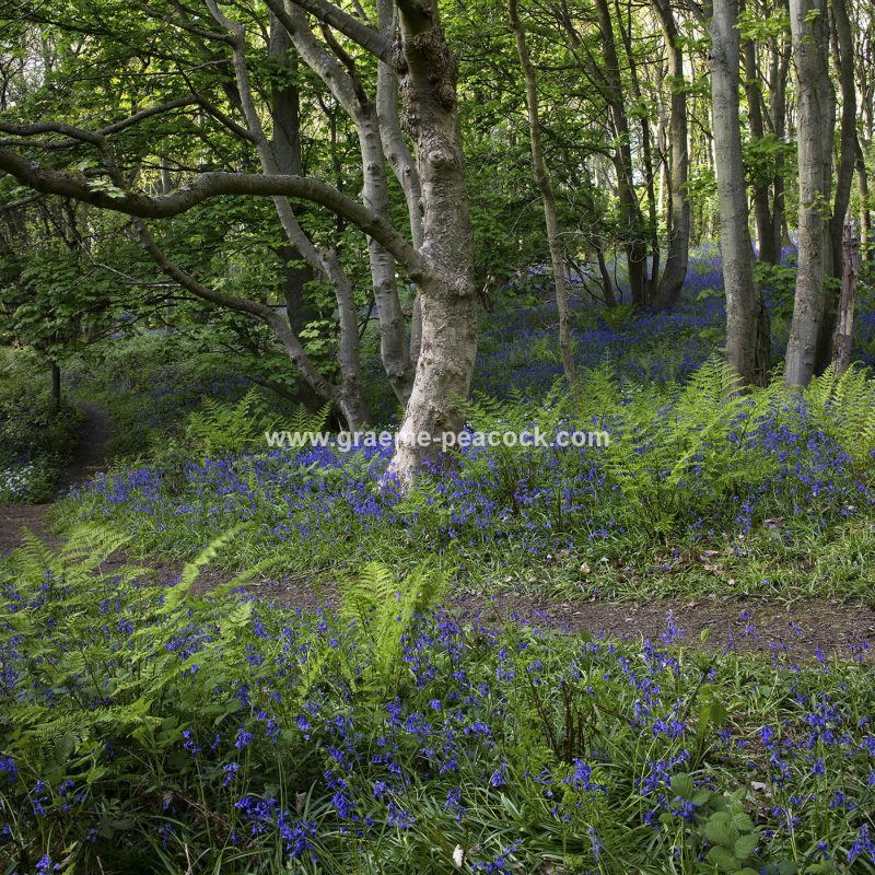 Bluebells in Longacre Wood, Gateshead, Tyne & Wear
