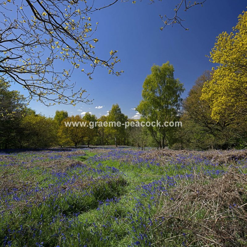 Bluebells in Longacre Wood, Gateshead, Tyne & Wear