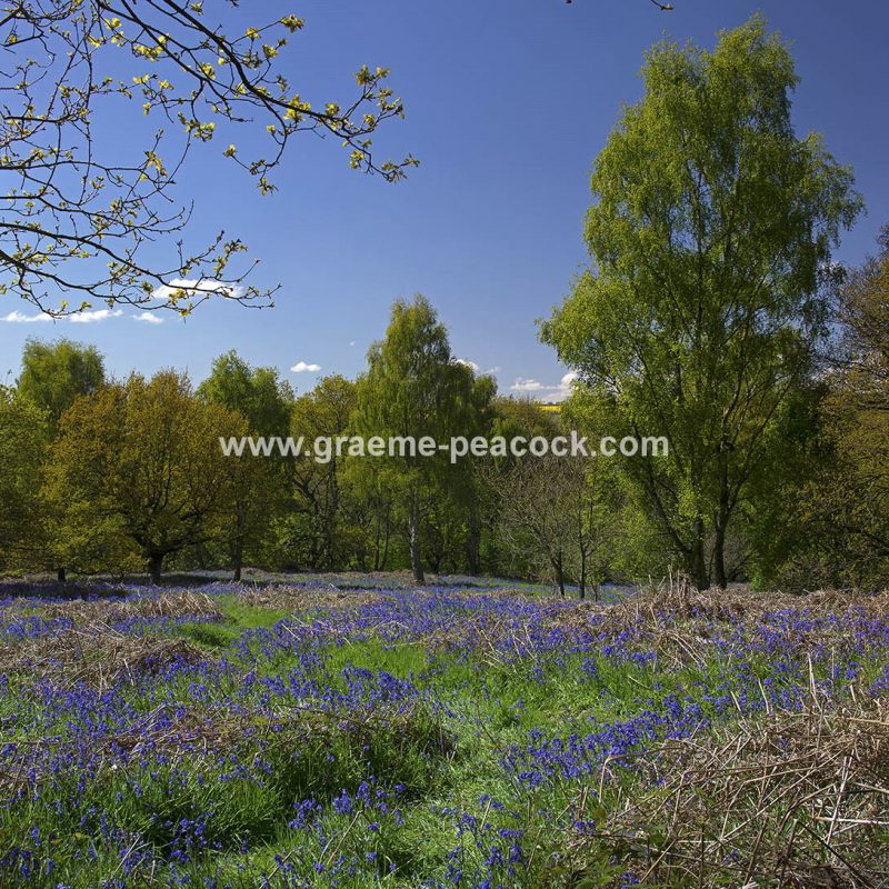 Bluebells in Longacre Wood, Gateshead, Tyne & Wear