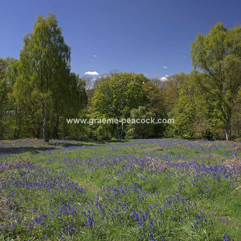 Bluebells in Longacre Wood, Gateshead, Tyne & Wear