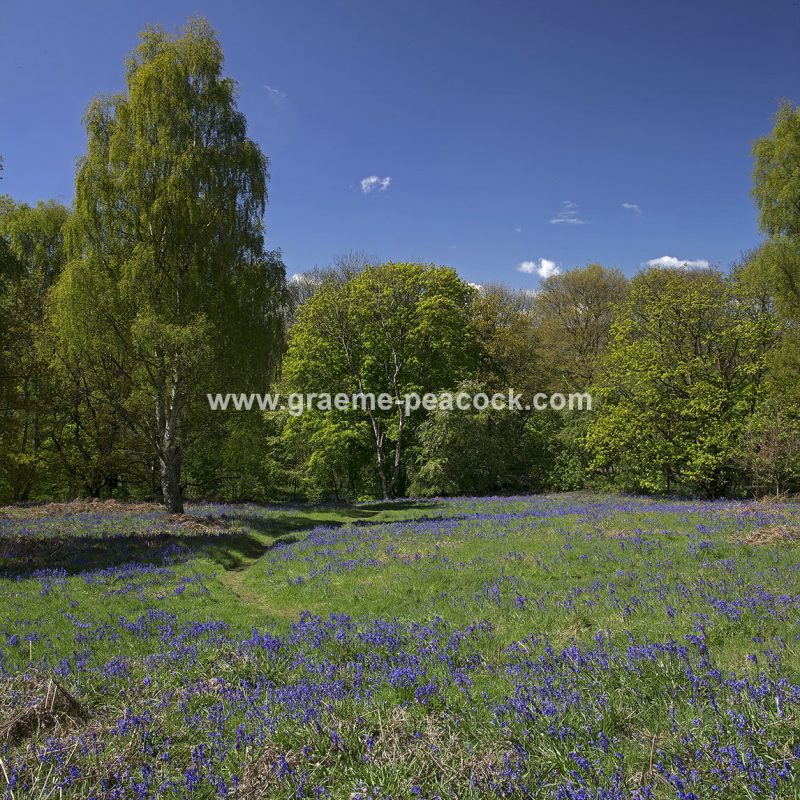 Bluebells in Longacre Wood, Gateshead, Tyne & Wear