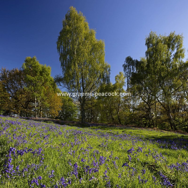 Bluebells in Longacre Wood, Gateshead, Tyne & Wear