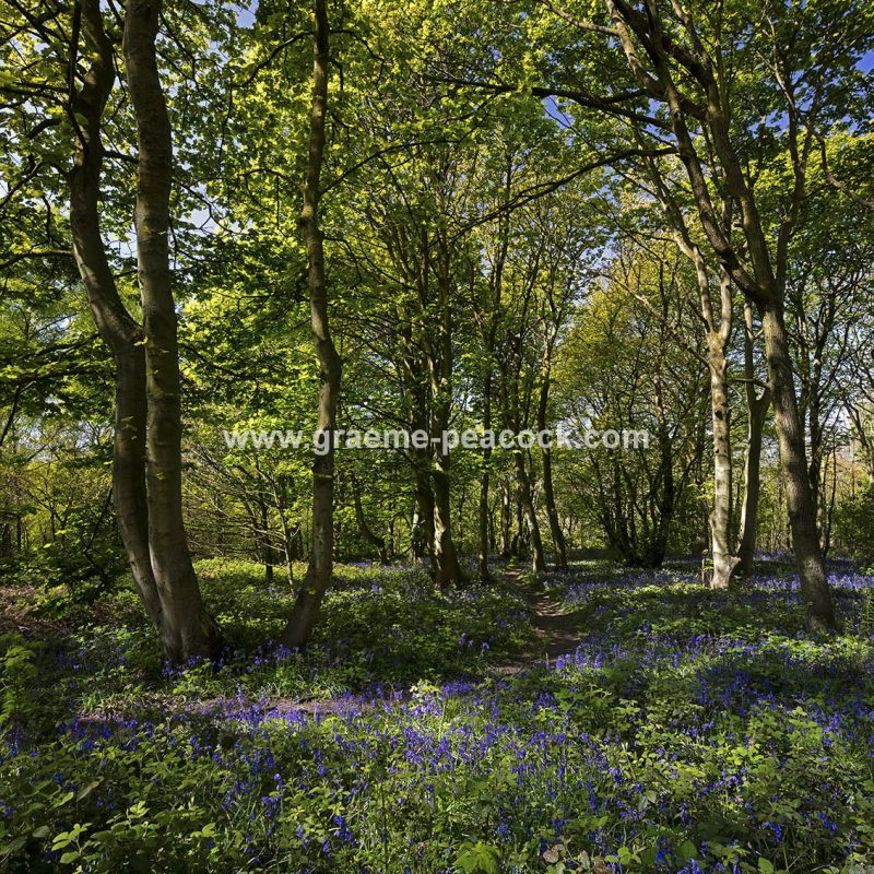 Bluebells in Longacre Wood, Gateshead, Tyne & Wear