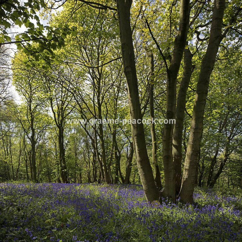 Bluebells in Longacre Wood, Gateshead, Tyne & Wear