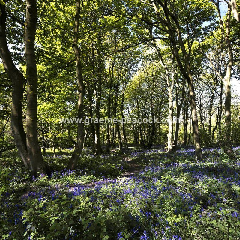 Bluebells in Longacre Wood, Gateshead, Tyne & Wear