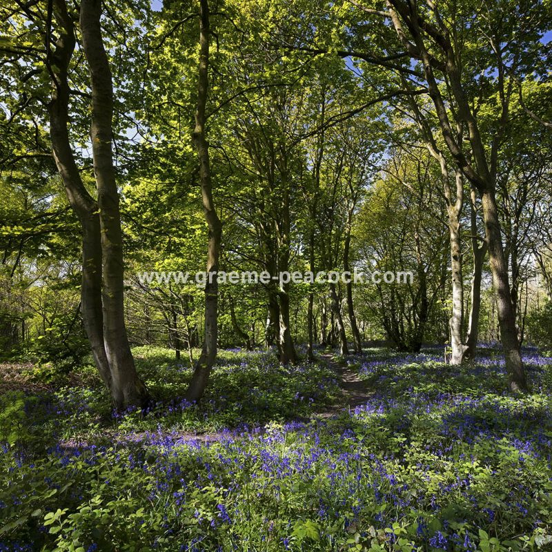 Bluebells in Longacre Wood, Gateshead, Tyne & Wear