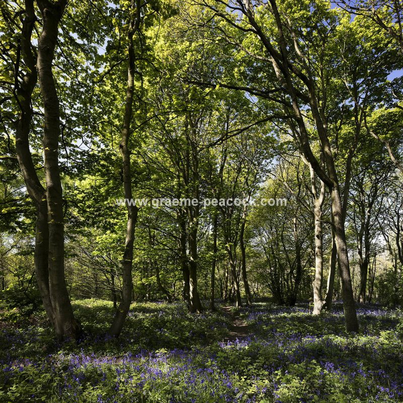 Bluebells in Longacre Wood, Gateshead, Tyne & Wear