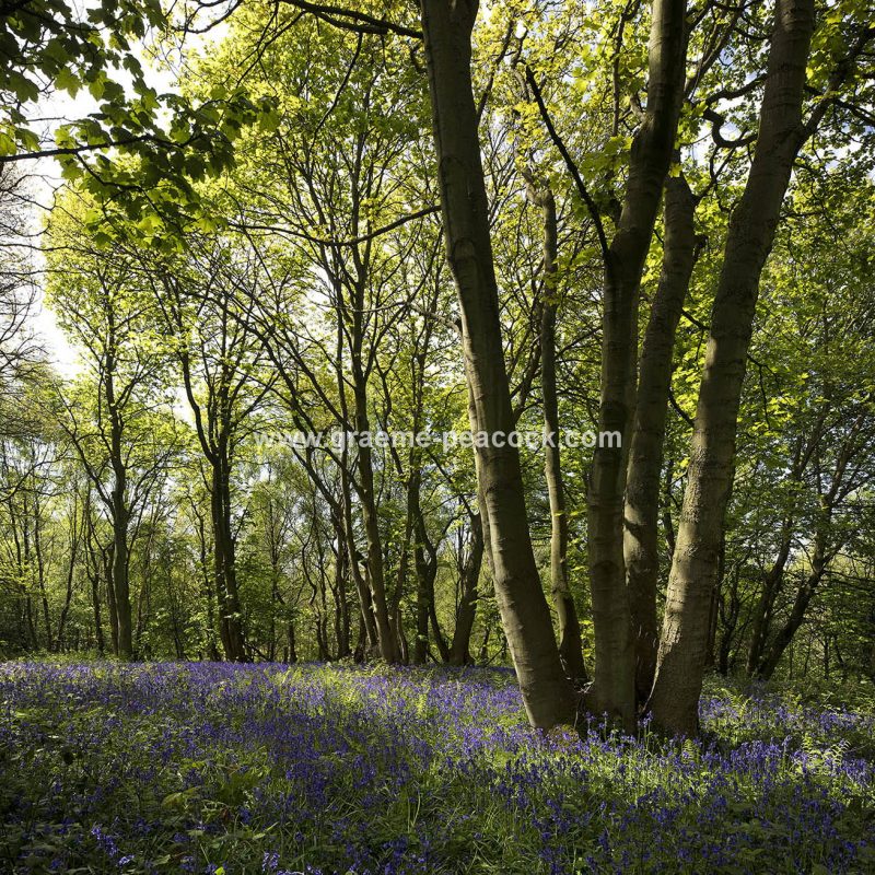 Bluebells in Longacre Wood, Gateshead, Tyne & Wear