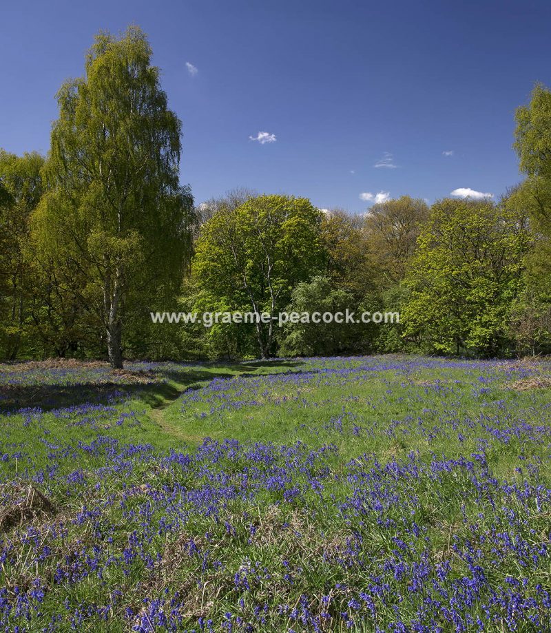 Bluebells in Longacre Wood, Gateshead, Tyne & Wear